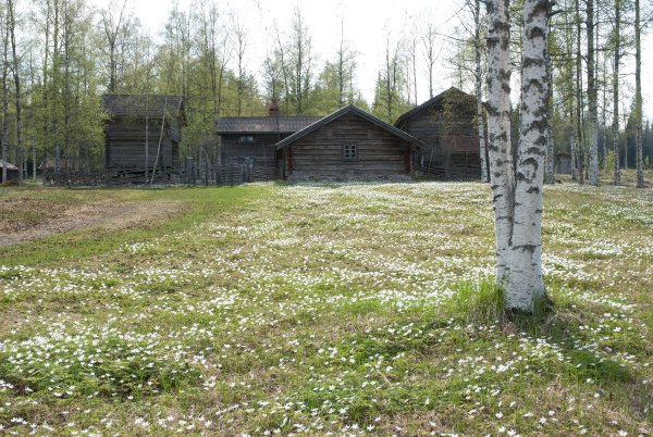 vittuppâ