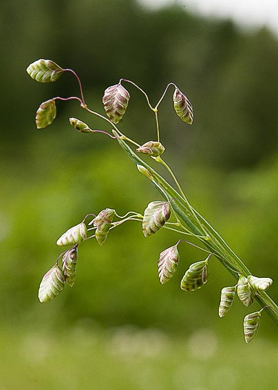 skâllärgräs