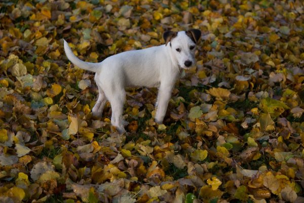 hund